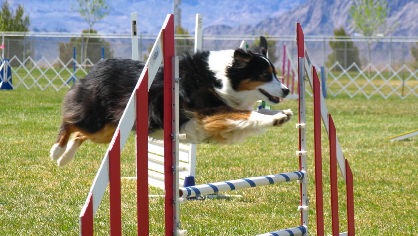 Agility